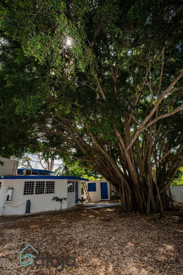 Villa Xtohil With Private Access To The Magic 7 Colors Lagoon Bacalar Exteriör bild